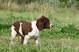 SPRINGER SPANIEL 044